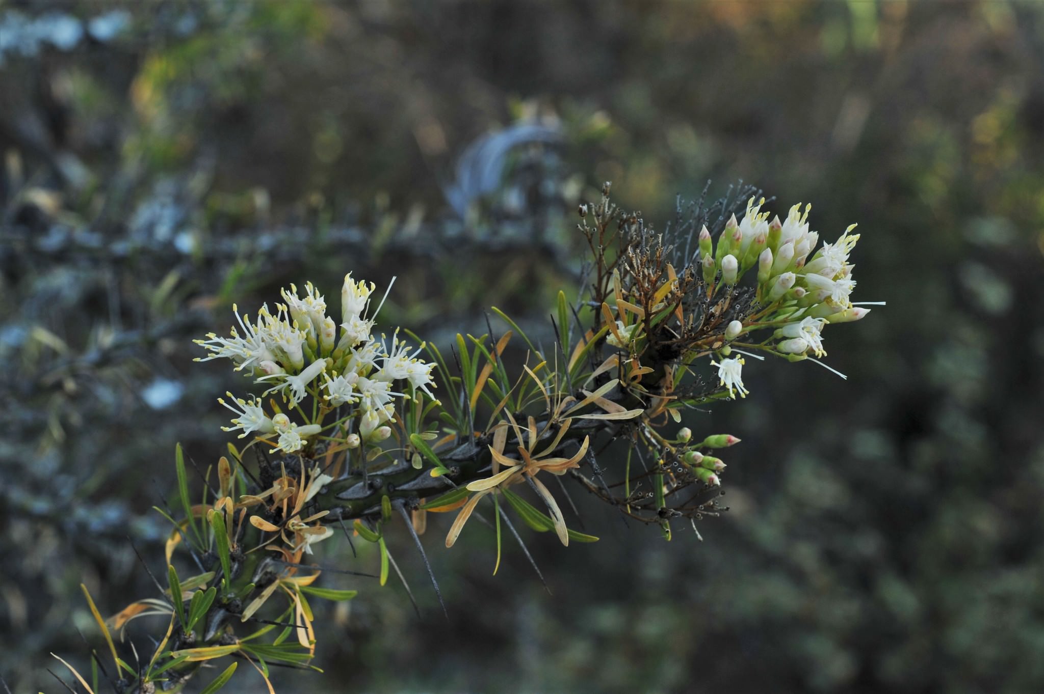 Fouquieria purpusii